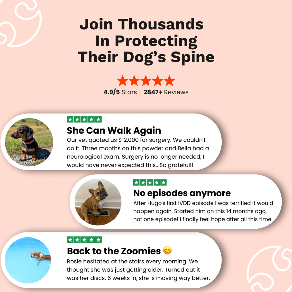 The Paw Parent - Spine & Disc